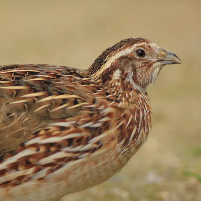 COTURNIX