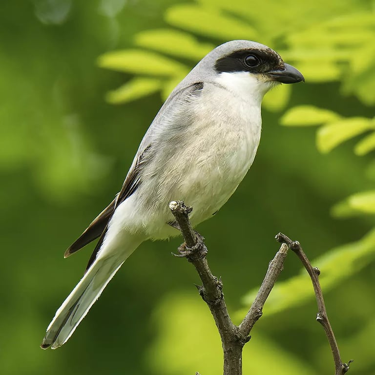 LANIUS MINOR