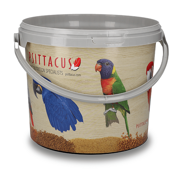 cubo psittacus