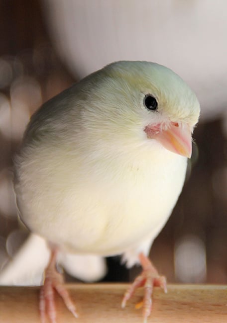 Blanca cria Serinus Canarios 3