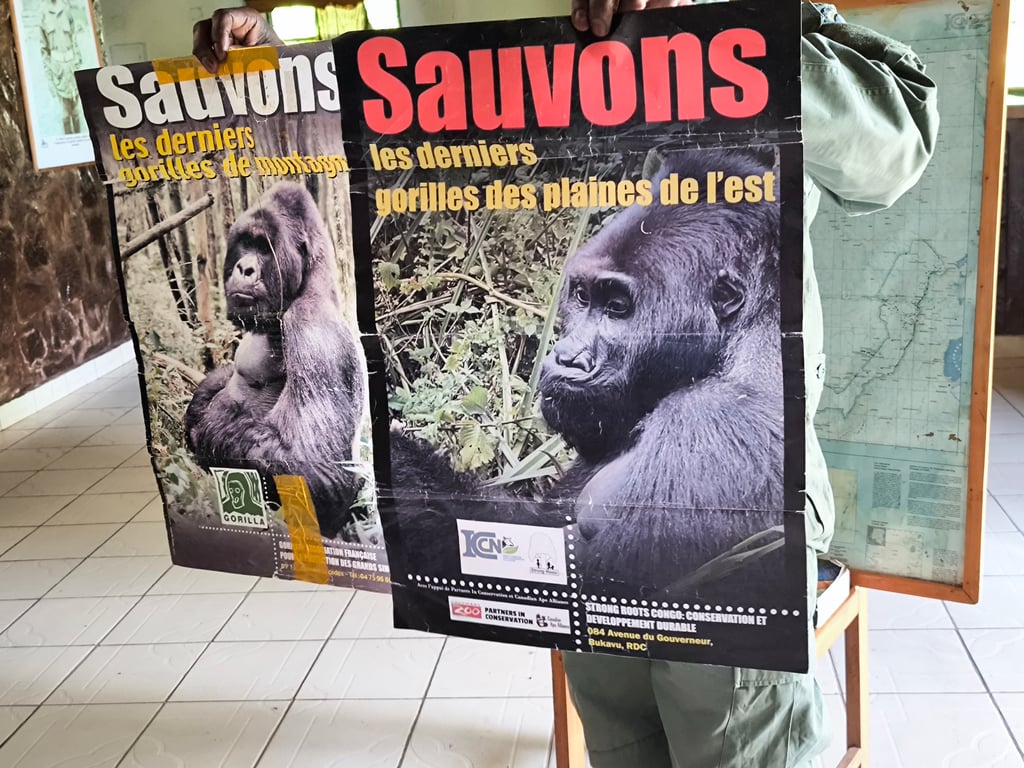 Expedición científica a la R. D. Congo: Estrategias de conservación y futuro del loro gris de cola roja.