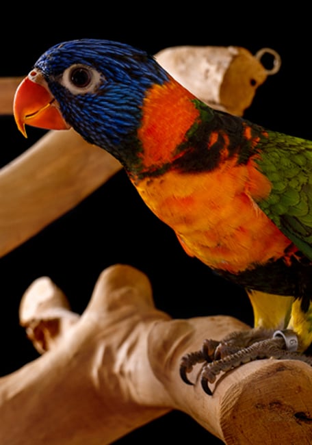 Psittacus Lory nectar parrot