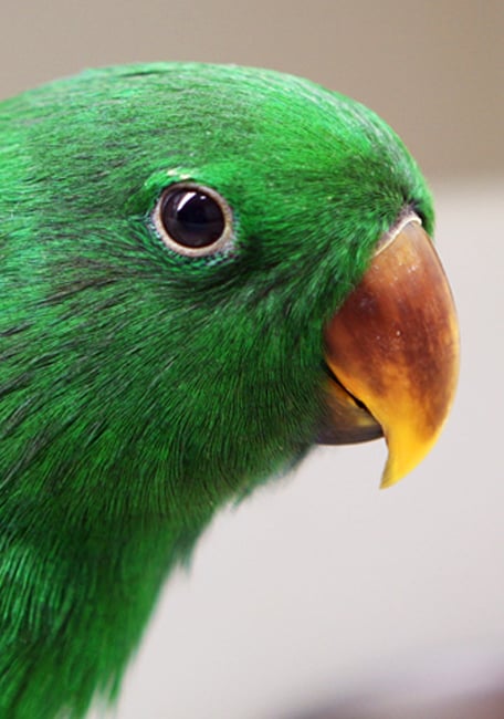 Papilla especial eclectus aves