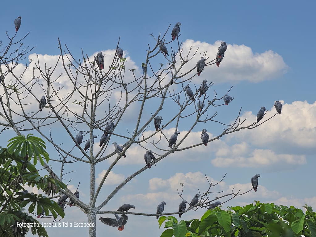 Expedición científica a la R. D. Congo