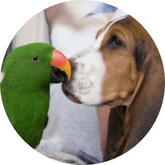 Animals de companyia