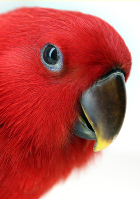 papilla especial eclectus pájaros