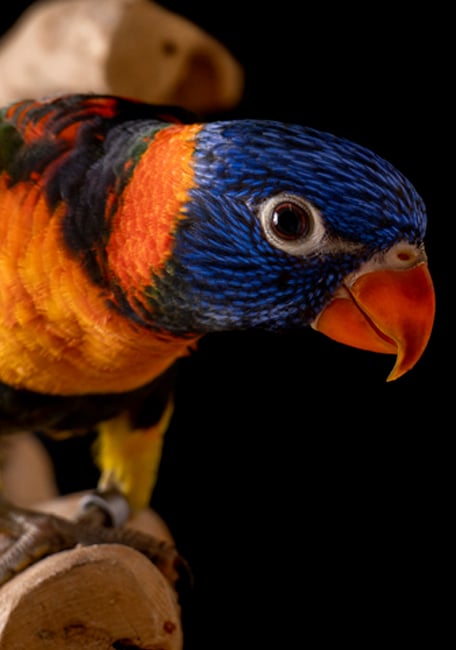 Psittacus lory pearl parrot