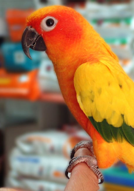 Psittacus mini parrot