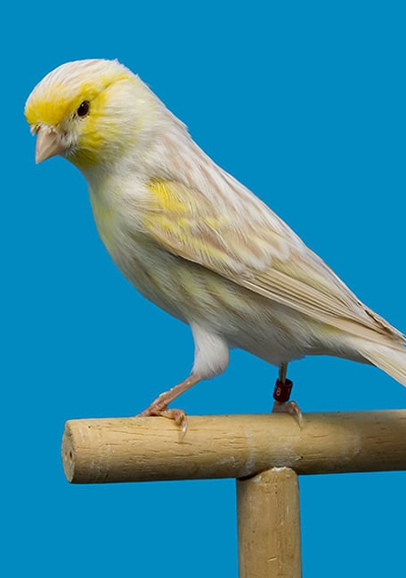 Eggfood White Soft Premium Canari White