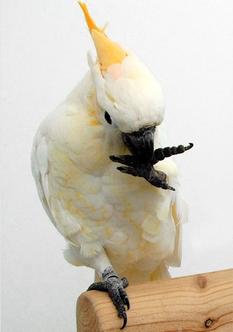 High protein Psittacus bird