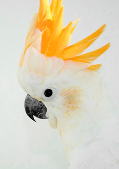 papilla parrot pájaro