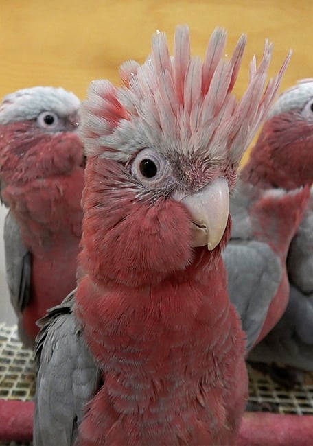 Psittacus papilla especial cacatúas eolophus 2