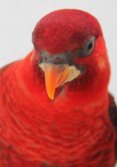 Lory 1