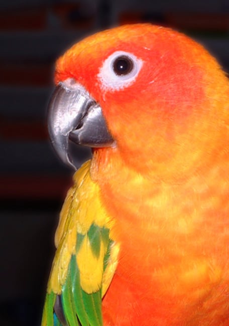 Parrot Breeder Aratinga