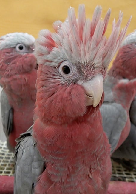 Piensos psittacus pájaros 1