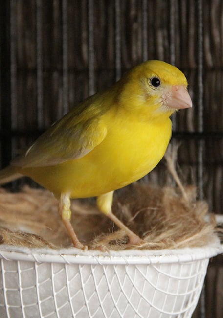 Canarios cria Serinus canario amarillo