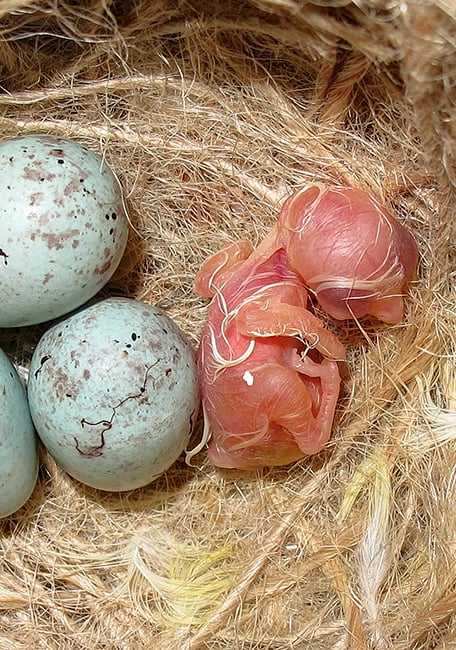 Passerine crop milk papillas