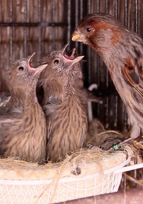 Serinus Bird Breeding