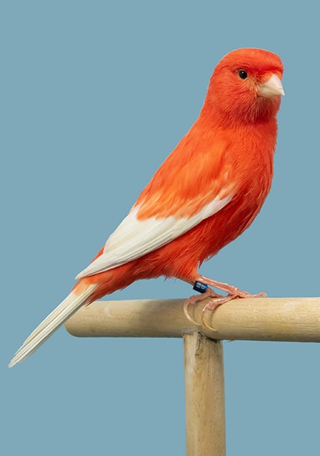 Serinus Breeding Canaries Bird 1