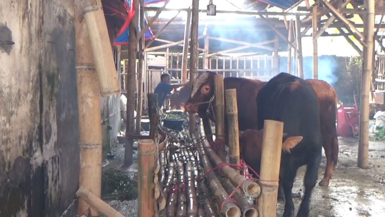 Ahead of Eid al-Adha, Jember DKPP Ramps Up Sacrificial Animal Inspections and FMD Vaccinations