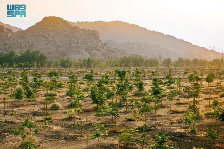 Saudi Arabia Plants Over 60,000 Trees in the Mecca Area to Enhance Comfort for Hajj Pilgrims