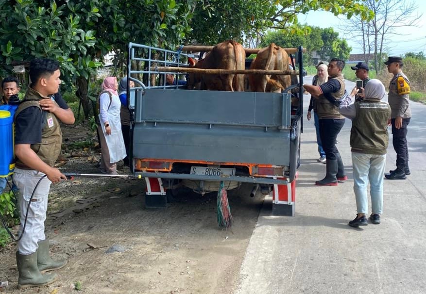 İdul Adha əvvəlində, Polis və Heyvandarlıq İdarəsi Lamongan-Jombang sərhədində heyvan nəzarətini gücləndirir