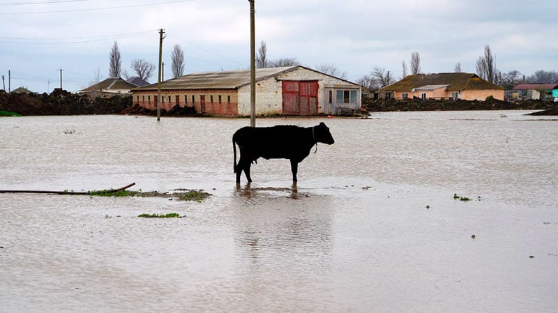 Сельскохозяйственные сообщества в Дагестане получат ускоренные страховые выплаты