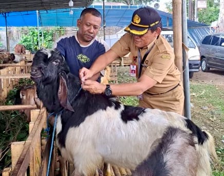 Dispangtan Kota Malang Ngingetkeun Organ Hewan Kurban Ruksak Kudu Dimusnahkeun