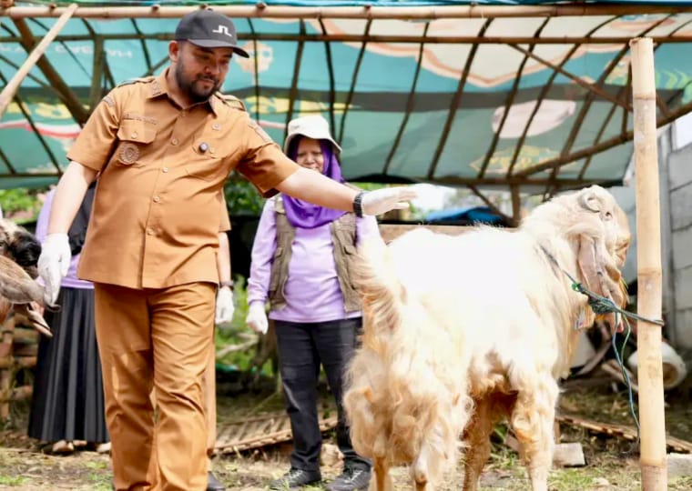 പ്രസിഡൻറ് പ്രബോവോ ബത്തു നഗരവാസികൾക്കായി വീണ്ടും ജുംബോ ബലി പശുക്കളെ വിതരണം ചെയ്തു