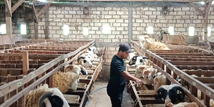 بوجونيجورو تحضر 35,000 جرعة من لقاح مرض الحمى القلاعية، وفائض في مخزون الحيوانات المقدمة قبيل عيد الأضحى 1447 هـ