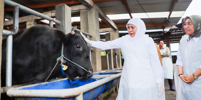 Governor Khofifah Ensures Full Preparedness of Sacrificial Animals in East Java for Eid al-Adha 1447 H