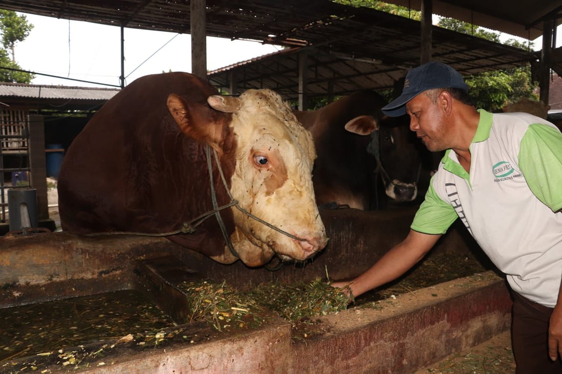 Vache sacrifiée, aide du Président pour le district de Blitar, sera abattue à la mosquée Syech Subakir