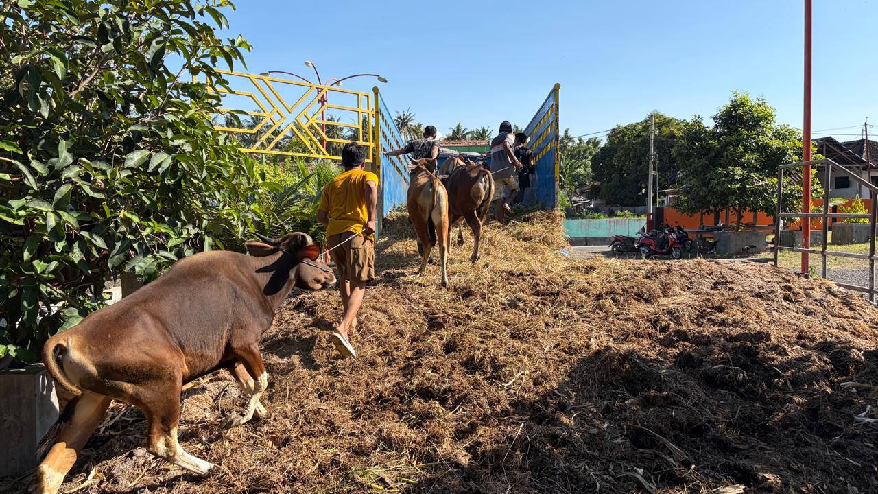 Banyuvangi Qurbon Hayit oldidan PMK emlashini tezlashtiradi va chorva mollari harakatini qattiq nazorat qiladi