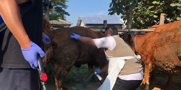 Vaksin PMK Hali Mavjud 44 Ming Dosis, Blitar Tumani Qo'shimcha Oladi
