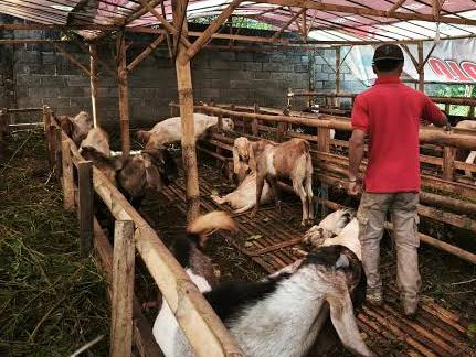 Bandar Batu Perketat Pengawasan Haiwan Korban Menjelang Hari Raya Aidiladha 2026