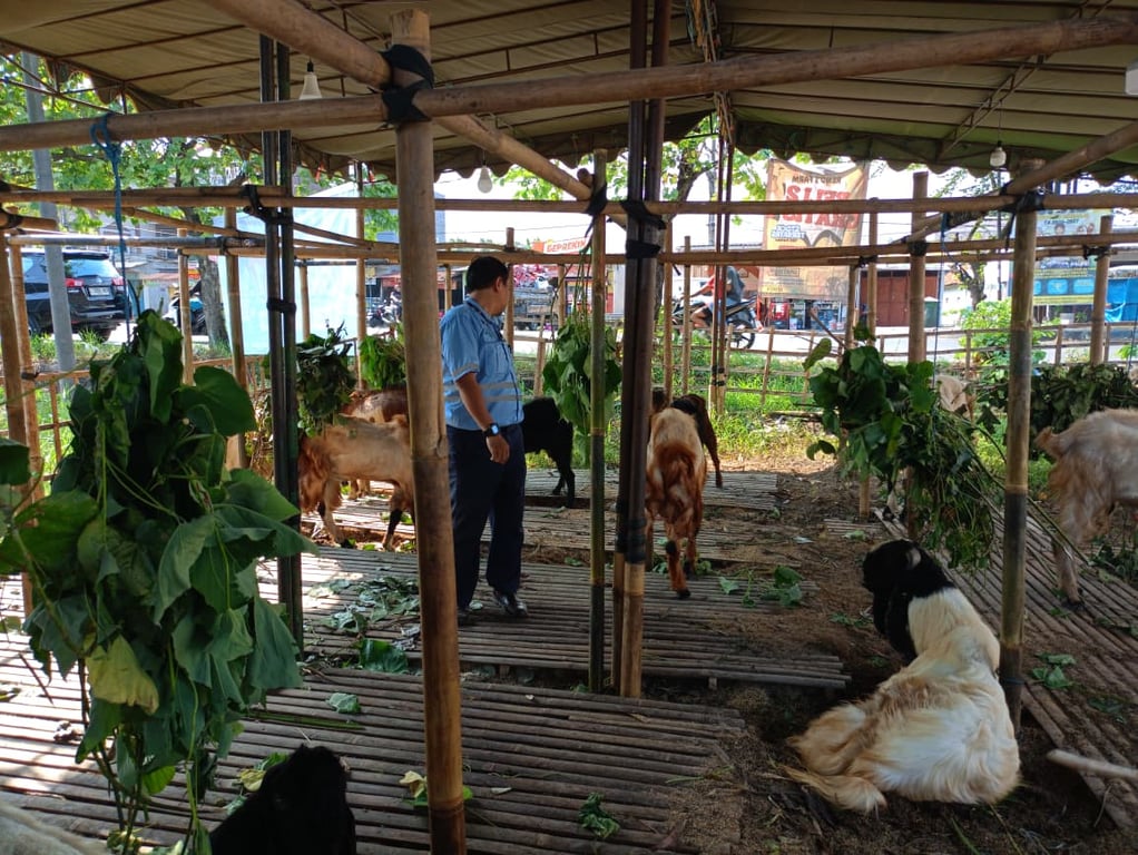Promo Unik Pedagang Kambing Kurban di Sidoarjo: Beli 2 Gratis 1