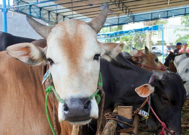 د مالانګ ښاروالۍ د ۲۰۲۶ عید الفطر په شولو کې د صدر مقام د قرباني غوښو د انتخاب پروسه پیل کړې