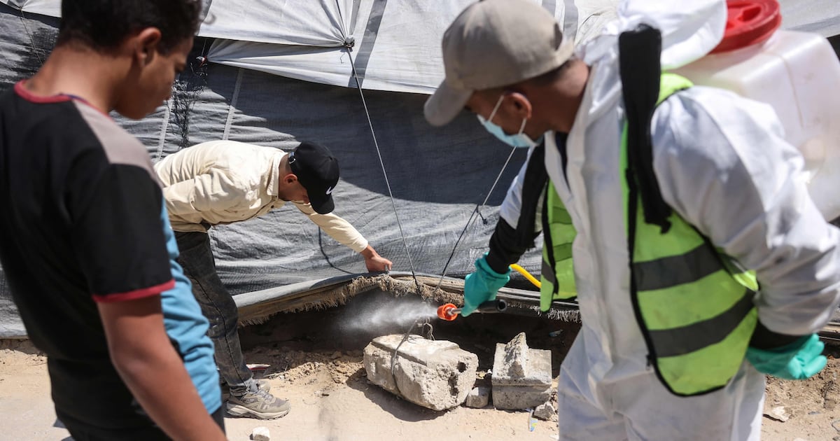 В лагерях для перемещенных лиц в Газе нарастает кризис здоровья из-за грызунов и насекомых