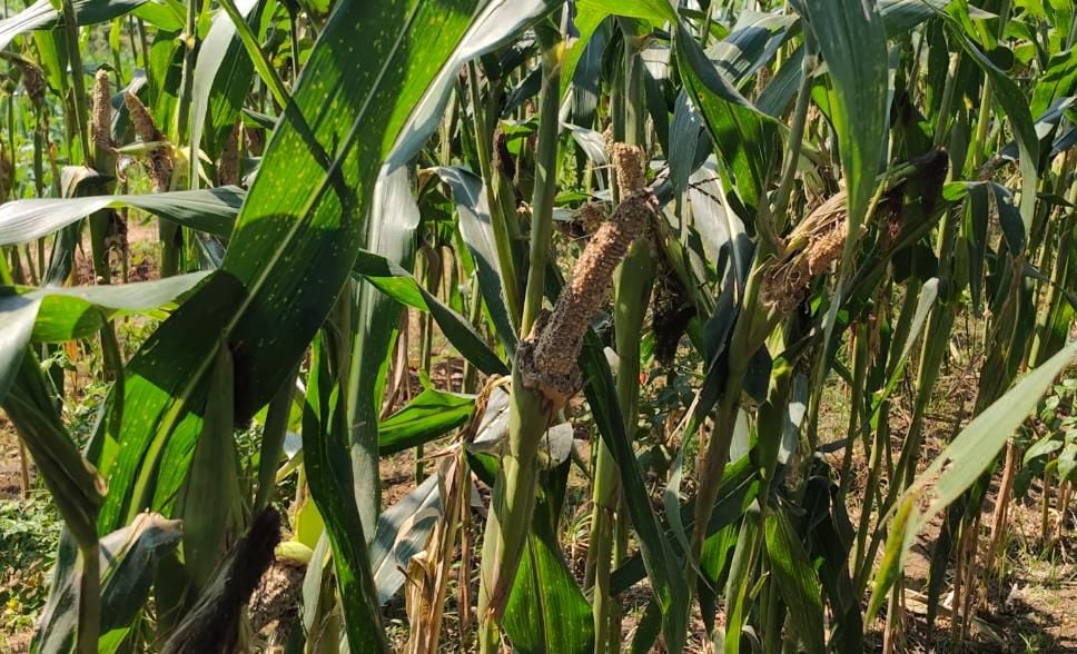 Petani di Gumukmas Jember Kewalahan Hadapi Serangan Hama Tikus