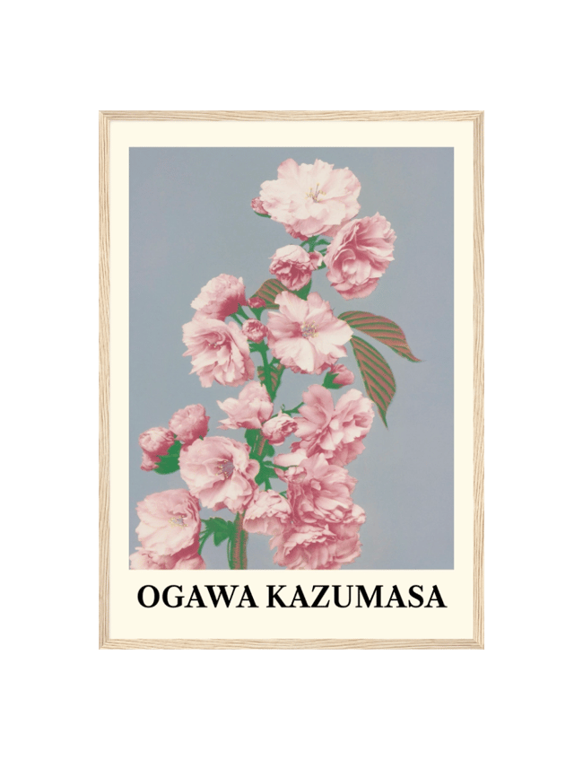 Cherry Blossom - Ogawa Kazumasa