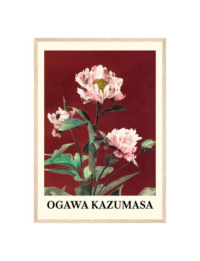 Hærdaceous Peony - Ogawa Kazumasa