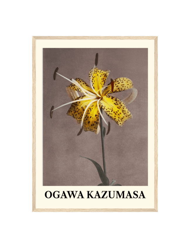 Lily - Ogawa Kazumasa