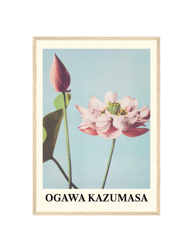 Lotus Flowers - Ogawa Kazumasa