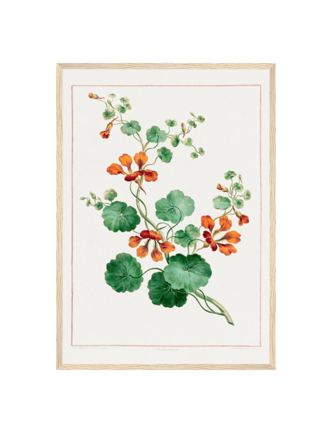 Nasturtium - john Edwards