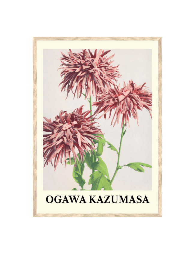 Three Pink Chrysanthemum - Ogawa Kazumasa