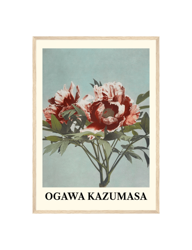 Tree Peony - Ogawa Kazumasa