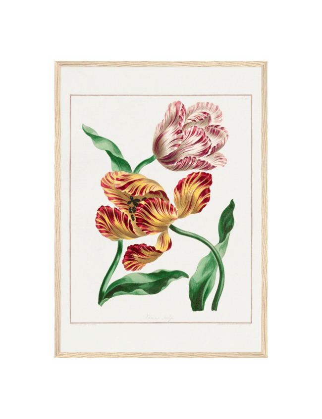 Various Tulips - john Edwards