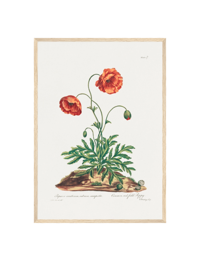 Red Field Poppy - John Edwards