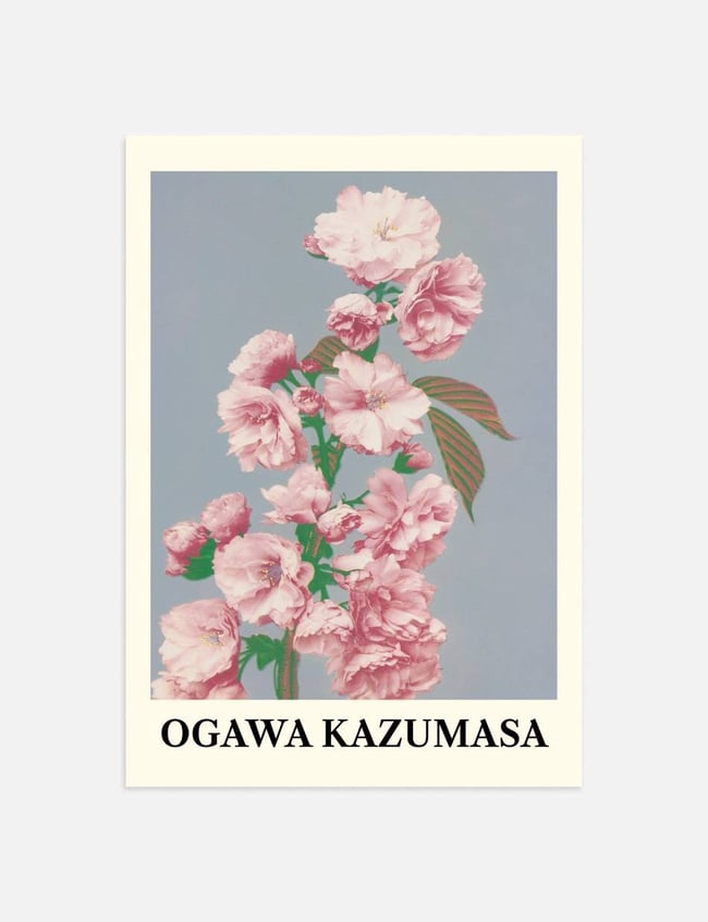 Cherry Blossom - Ogawa Kazumasa