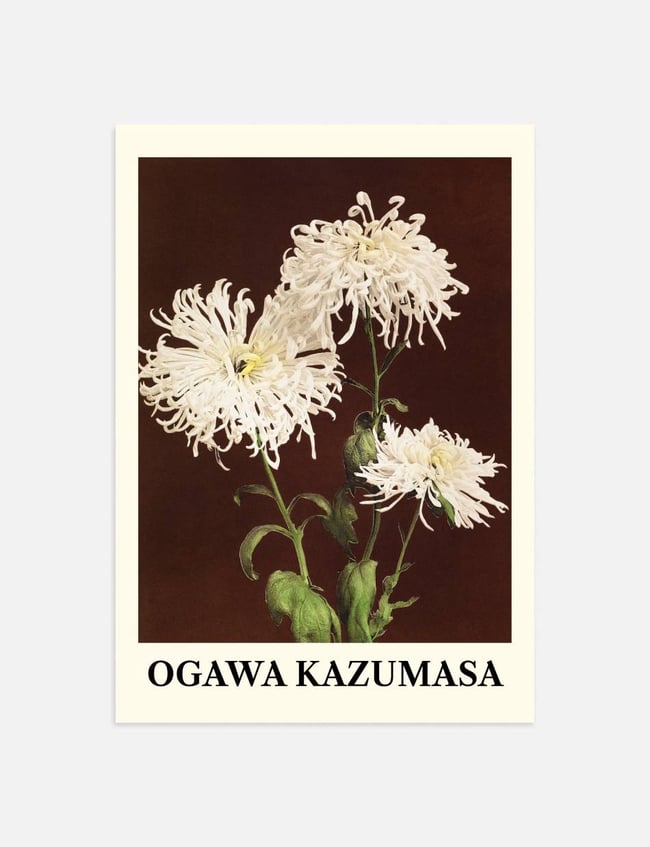 Chrysanthemum - Ogawa Kazumasa